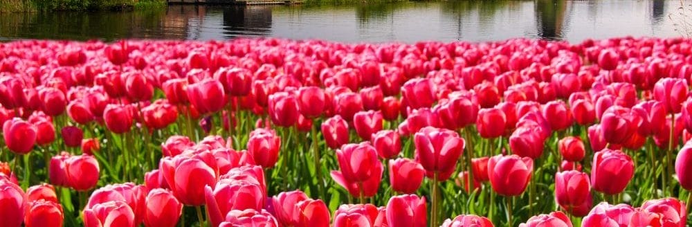 vilde hollandske tulipaner