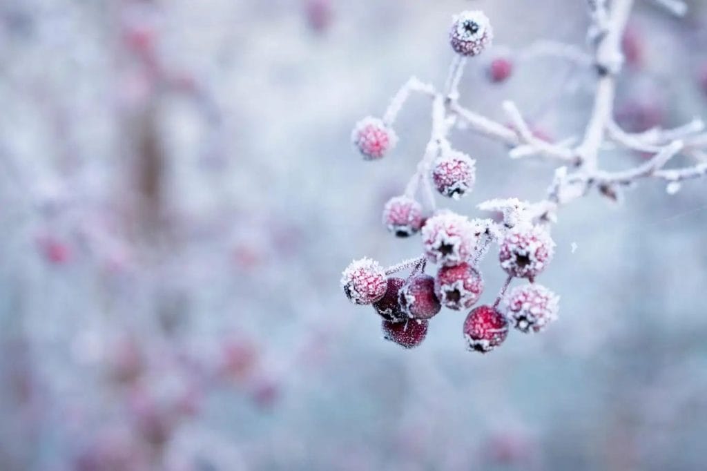 snedækkede blomsterknopper