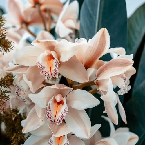 orkidéblomster