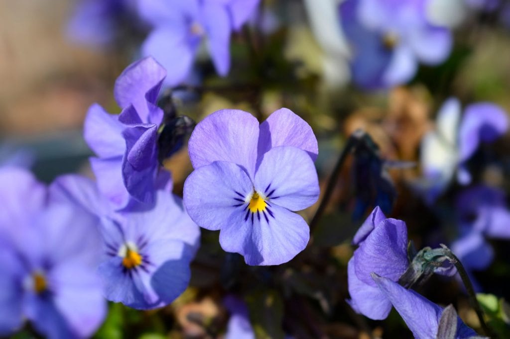 Hornvioler eller viola cornuta