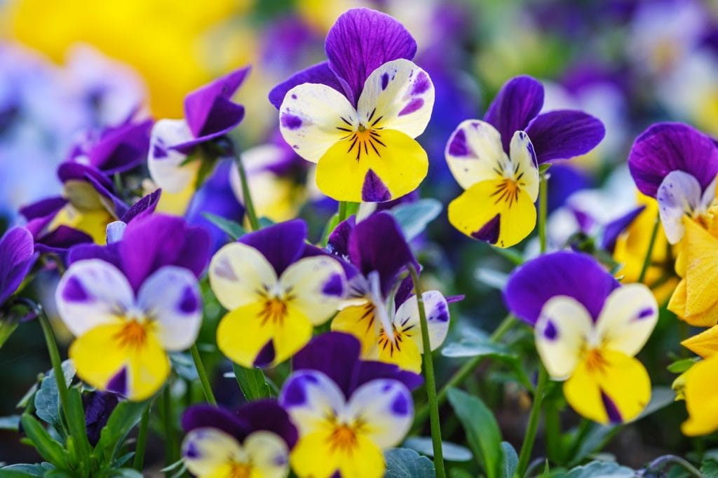 Stedmoderblomster eller viola tricolor