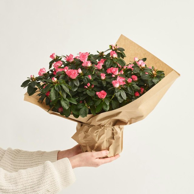 Månedens plante i oktober og november ekskl. Potte