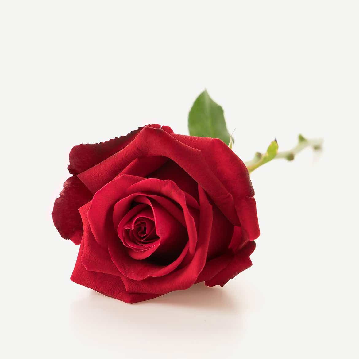 Køb smukke blomster til konfirmationen her | Interflora Danmark