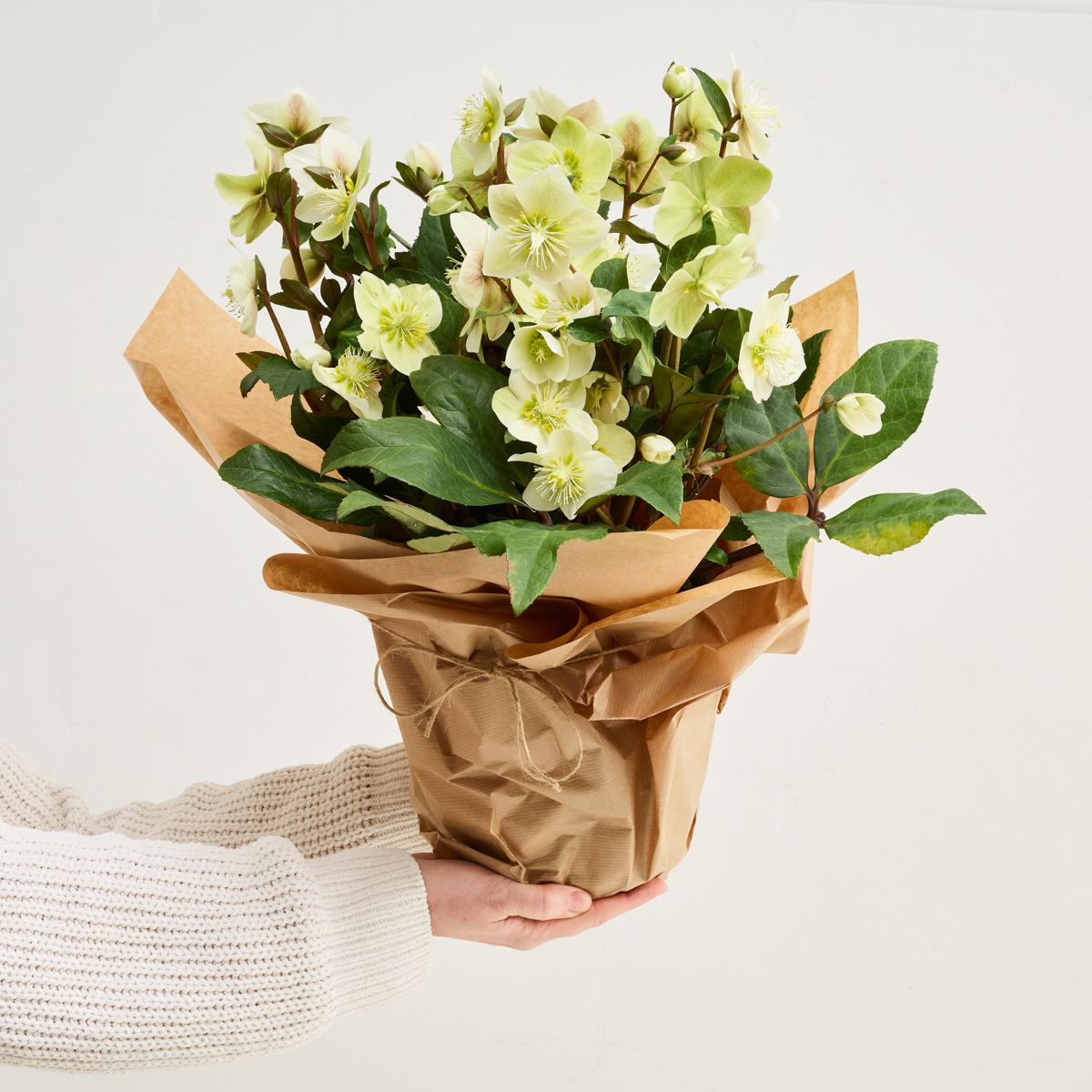 Helleborus (julerose)