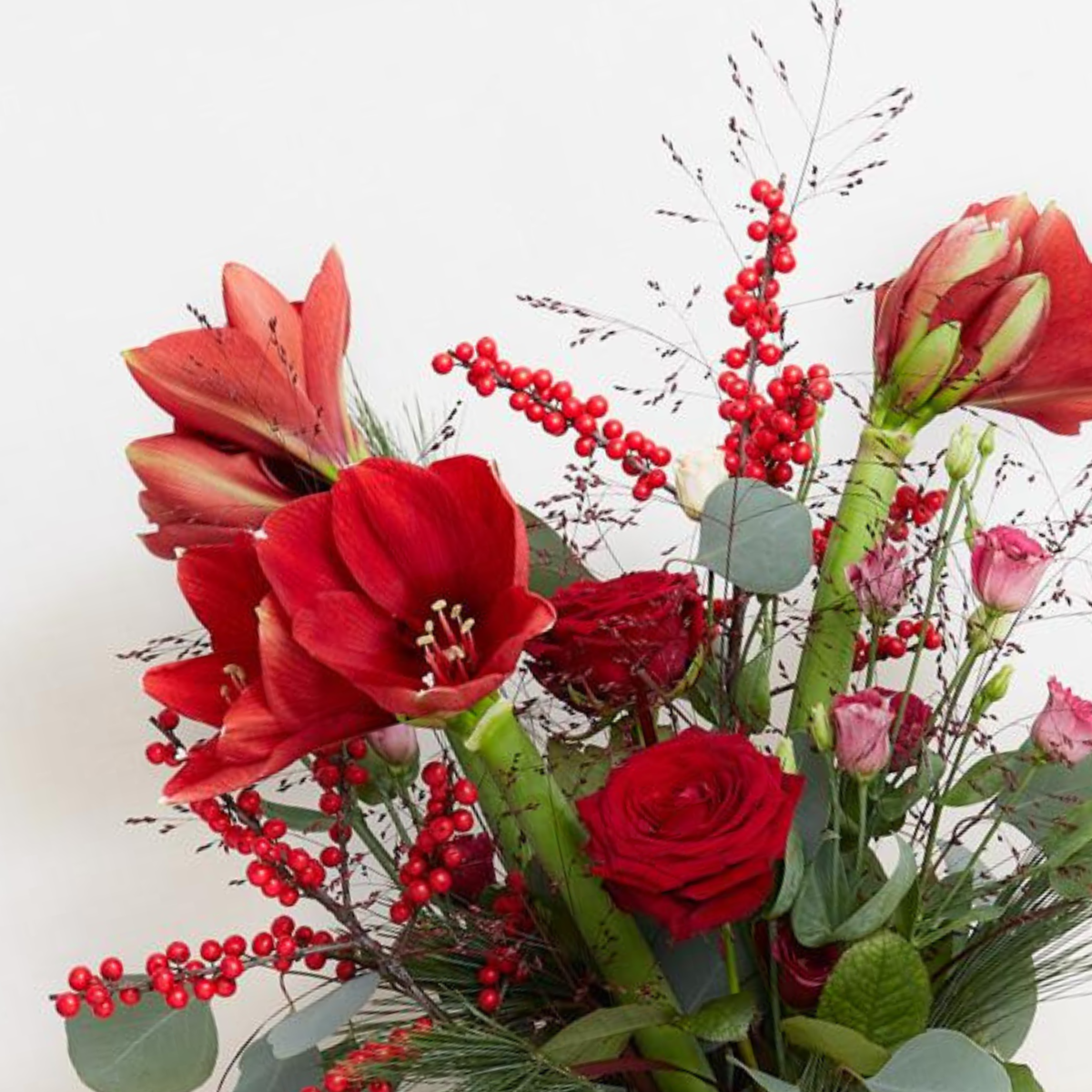 Den overdådige amaryllis