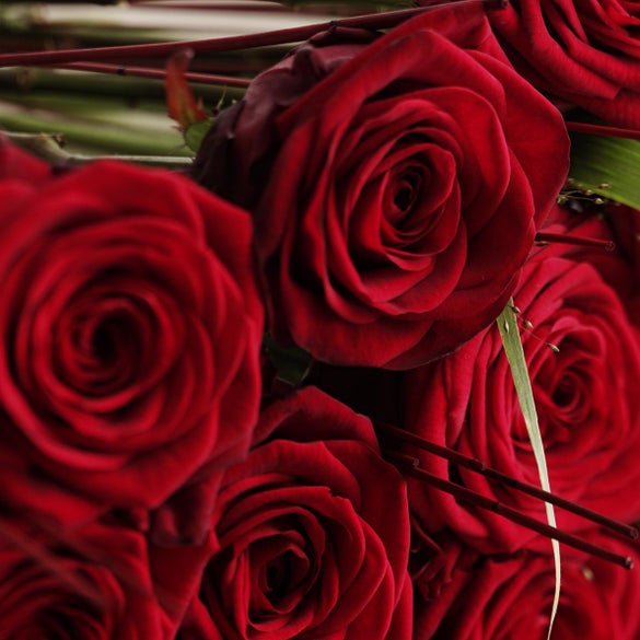 Røde roser 70-80 cm pr. stk.