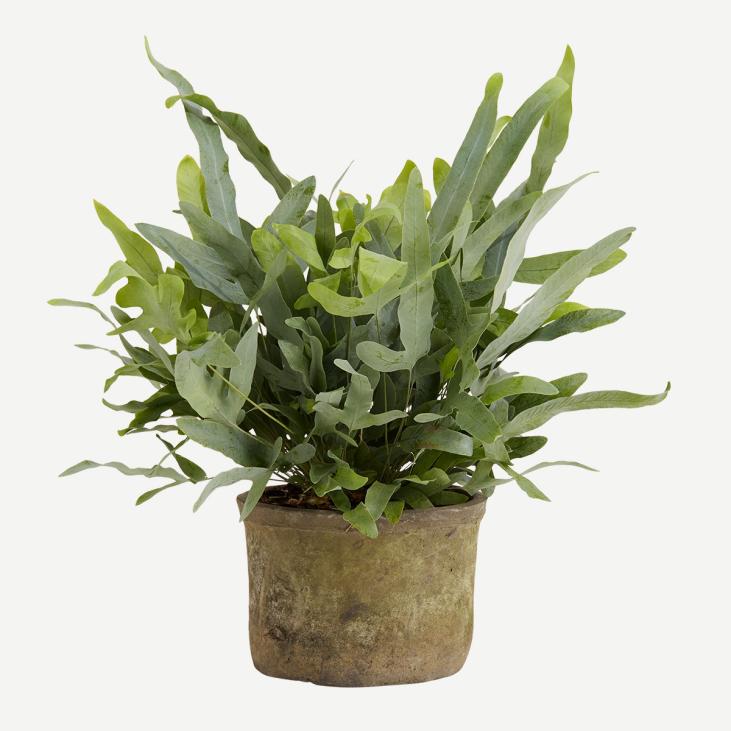 Månedens plante januar