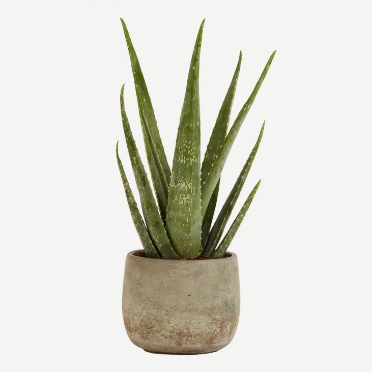 Månedens plante juni
