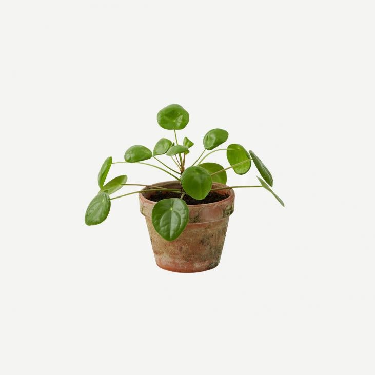 Pilea plante