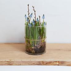 Muscari (blå perlehyacinter)